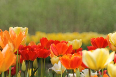 Close-up of tulips in field