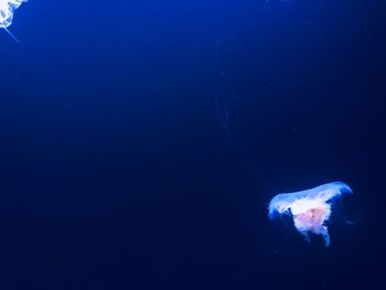 Jellyfish swimming in sea