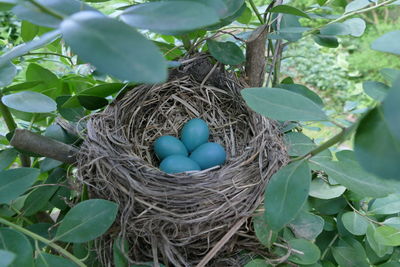 High angle view of bird in nest