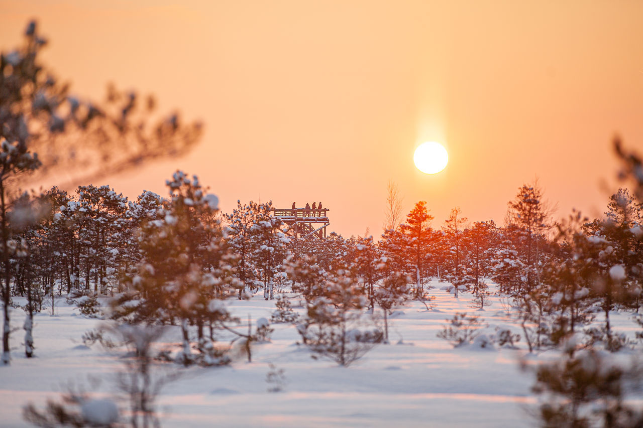 TREES GROWING ON SNOW COVERED FIELD AGAINST SKY DURING SUNSET