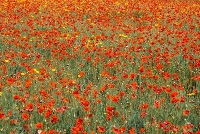 Close-up of red poppy flowers on field