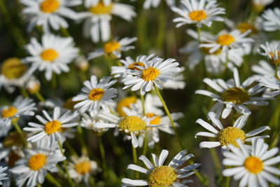 Close-up of white daisy flowers