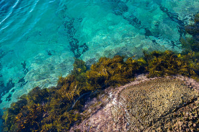 Clean ocean water at montague island, australia. 
