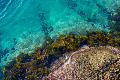 View of fish underwater