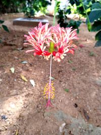 High angle view of pink flowering plant