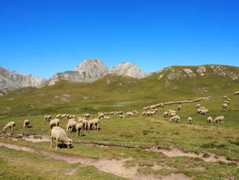 Herd towards the néal pass, queyras