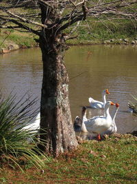 Birds in the lake