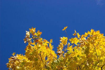 Low angle view of yellow flowering plants against clear blue sky