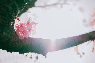 Close-up of pink cherry blossoms in spring