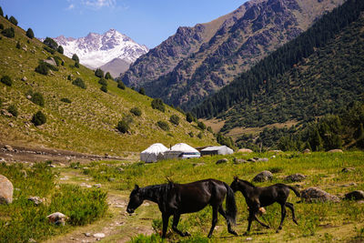 Horses in a valley