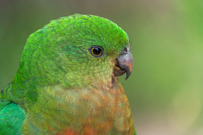 Close-up of a parrot