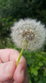 Close-up of dandelion flower