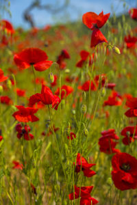 Close-up of red poppy flowers on field