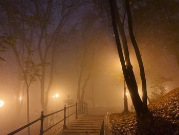 Illuminated street by trees against sky at night
