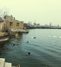 Birds swimming in lake against clear sky