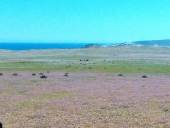 Scenic view of landscape against clear blue sky