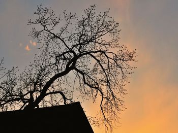 Silhouette of bare tree at sunset