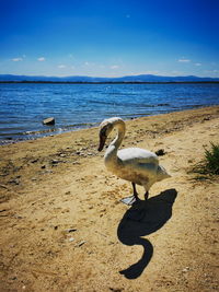 View of birds on beach