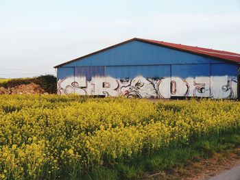 Yellow flowering plants on field against sky