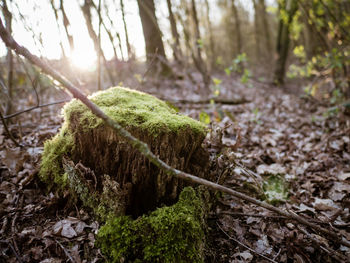 Close-up of mushroom growing in forest