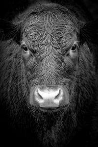 Portrait of a bull