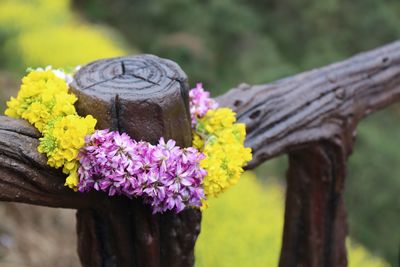 Close-up of pink flowers blooming outdoors