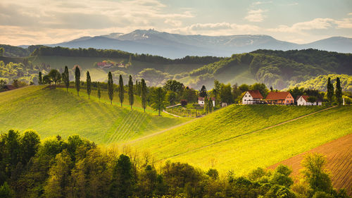 Scenic view of agricultural field against sky