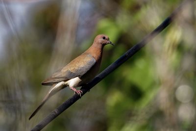 Close-up of bird perching on branch