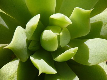 Close-up of succulent plant