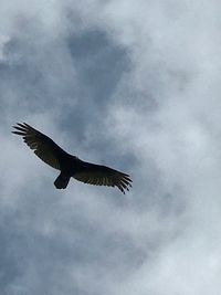 Low angle view of eagle flying in sky