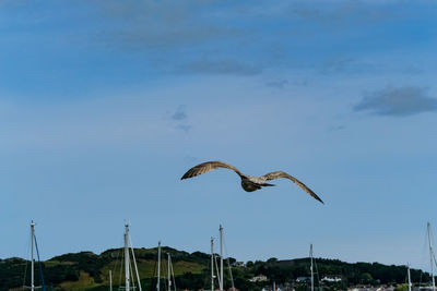 Bird flying against sky