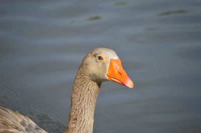 Close-up of duck swimming in lake