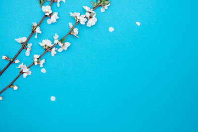 Close-up of cherry blossom against blue background