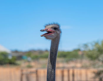 ostrich