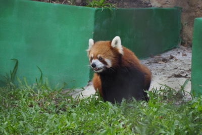 Cat looking away in zoo