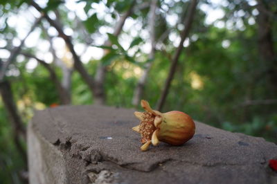 Close-up of crab on tree