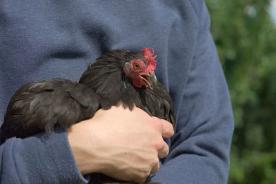 Small black pekin bantam hen chicken squawks loudly as she is held in the arms of her owner