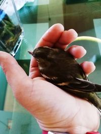 Close-up of hand holding bird