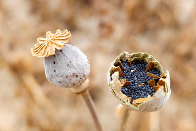 Close-up of dried plant