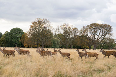 Flock of sheep in a field