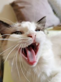 Close-up of cat with eyes closed