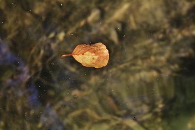 High angle view of autumn leaf floating on water