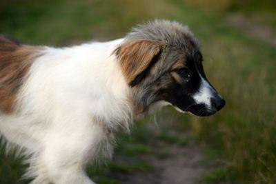 Close-up of puppy looking away