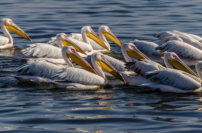 View of birds in lake