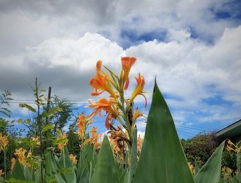 Close-up of yellow flowering plants on field against sky