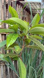 Close-up of green leaves