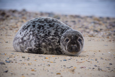 Portrait of seal at beach