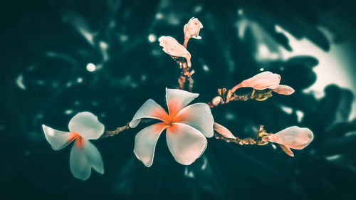 Close-up of white flowering plant