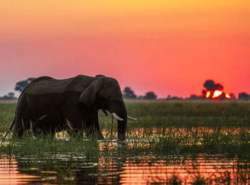 View of elephant drinking water at sunset