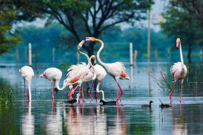 Birds in lake